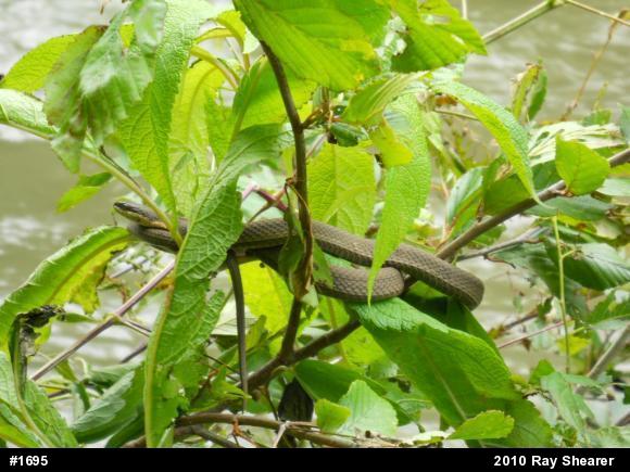 Queensnake