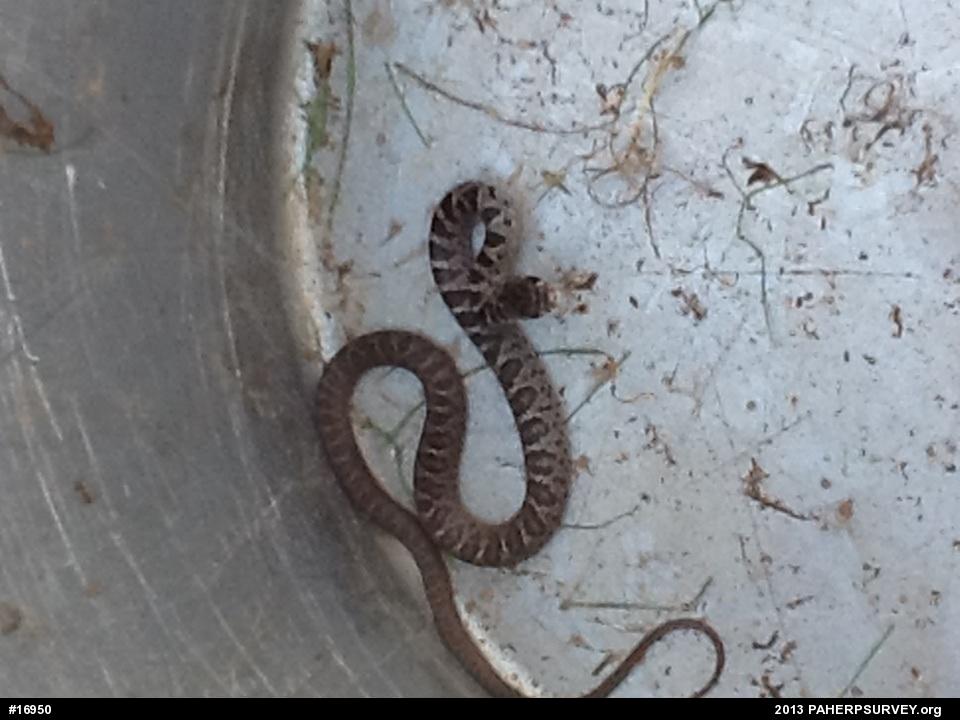 Northern Black Racer