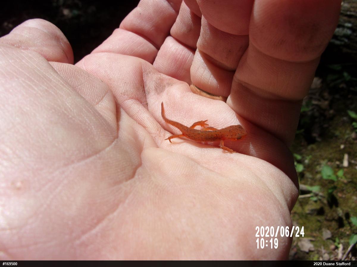 Red-spotted Newt