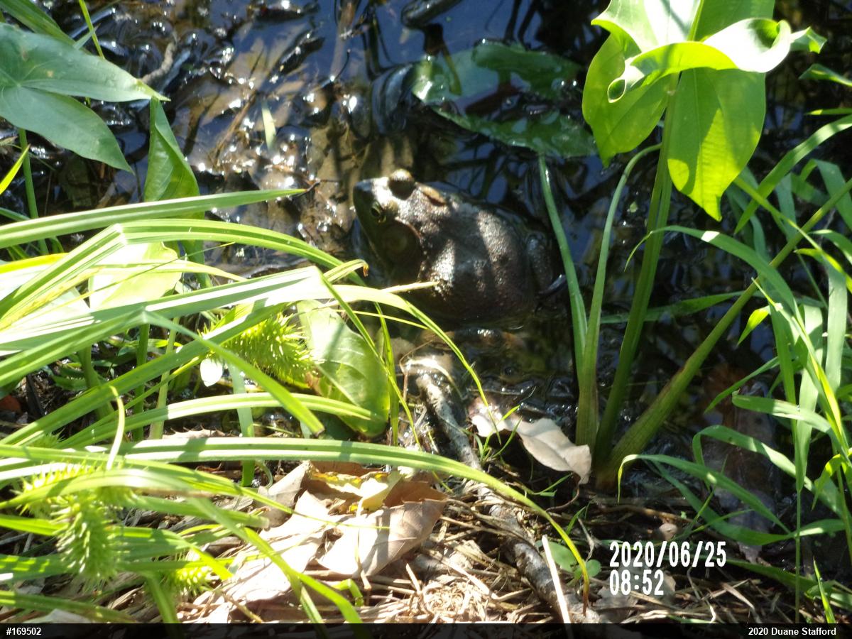 American Bullfrog