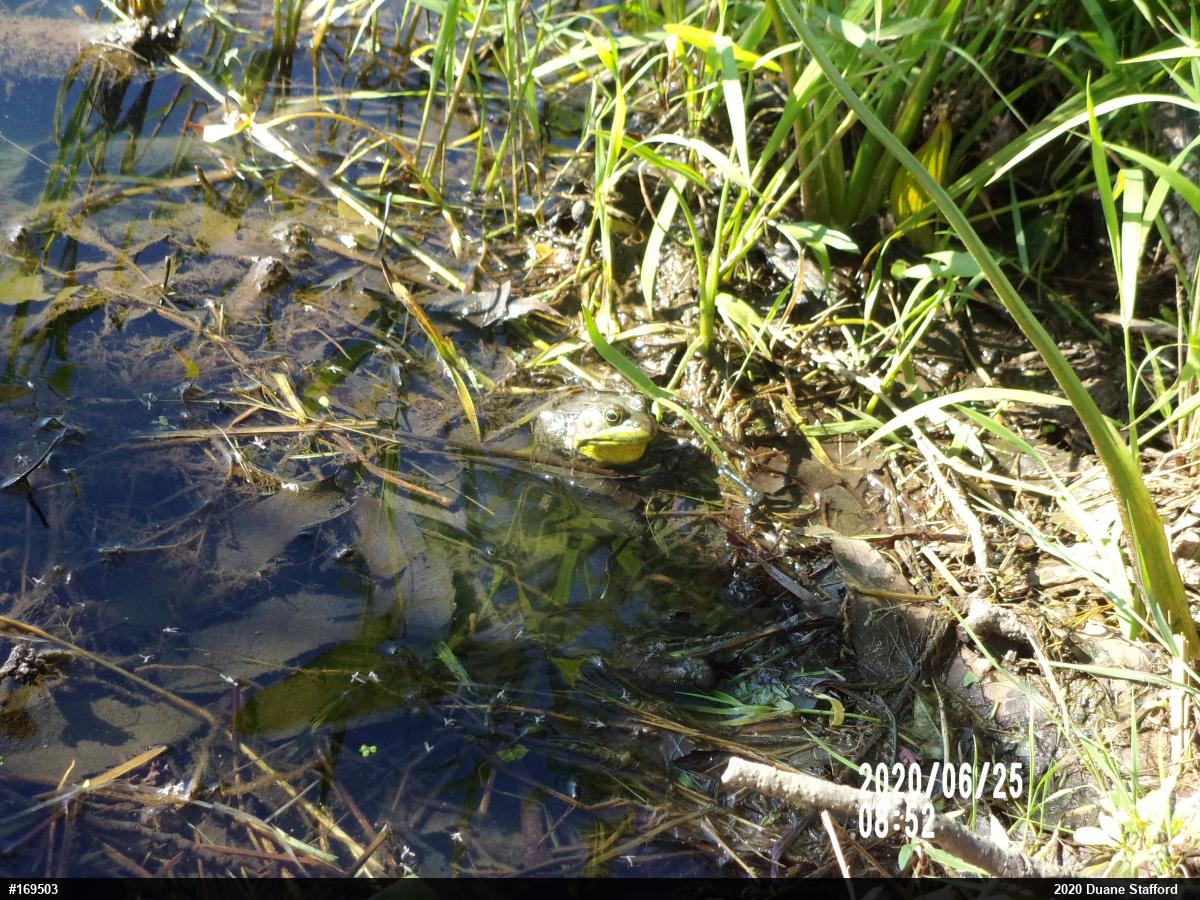 Green Frog