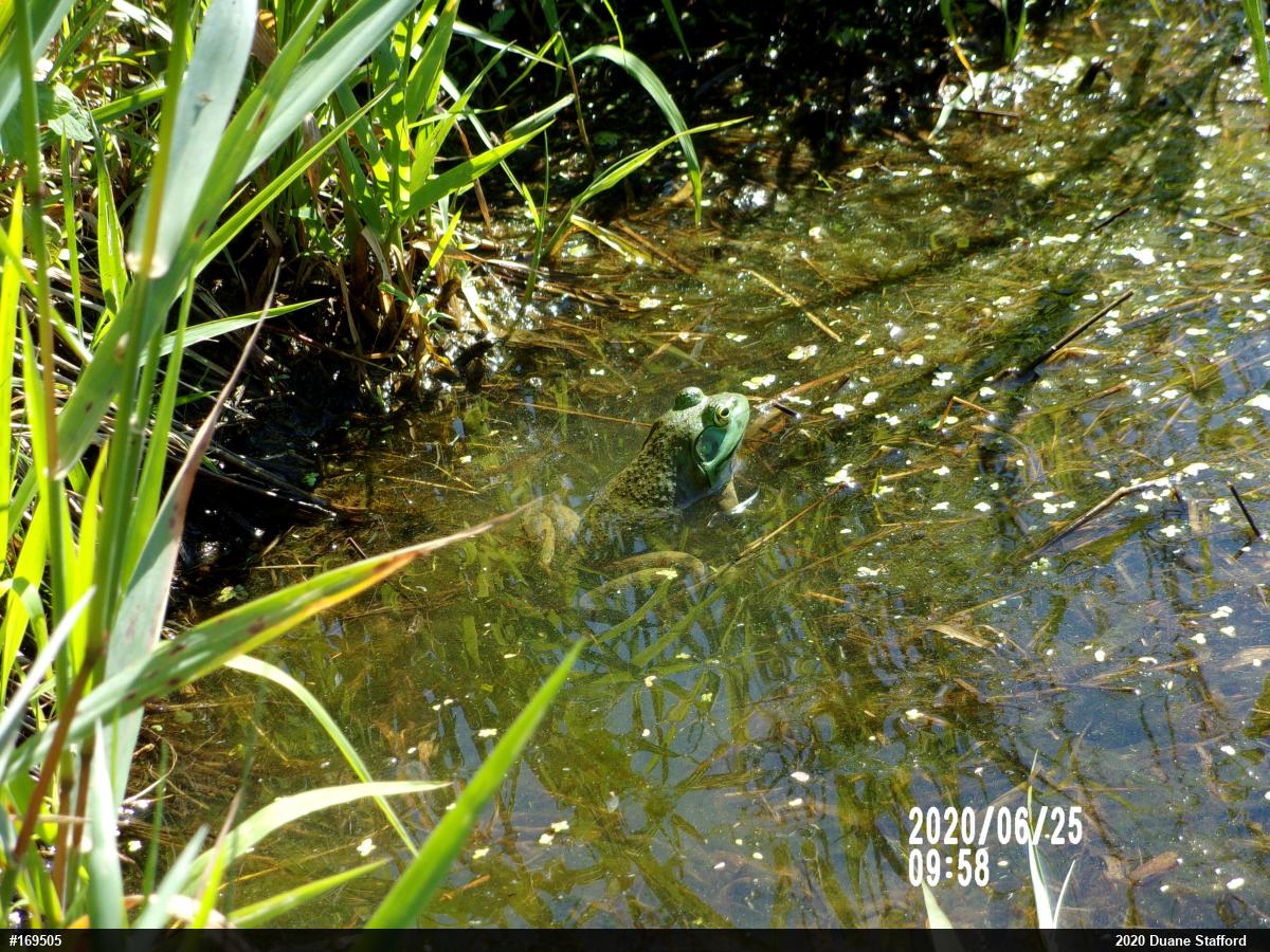 American Bullfrog