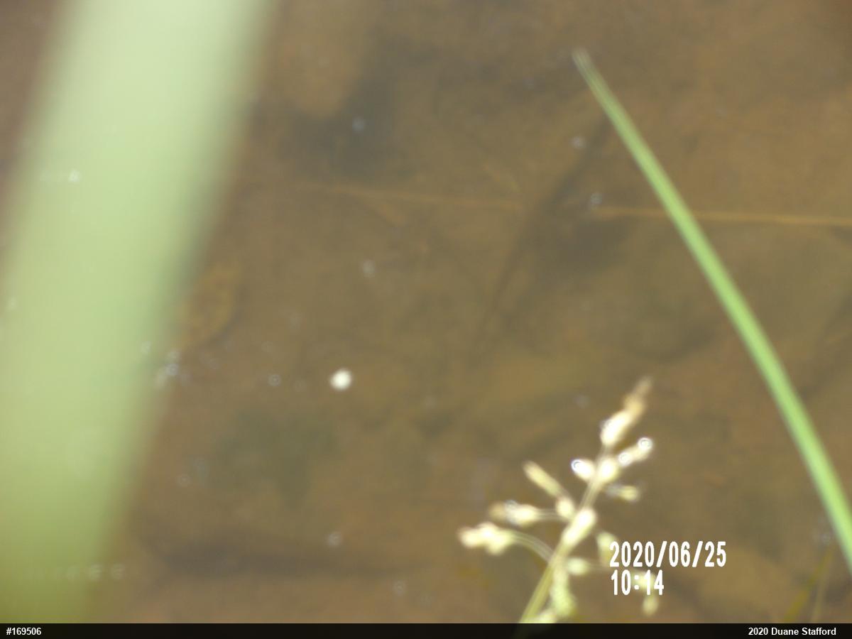 Red-spotted Newt