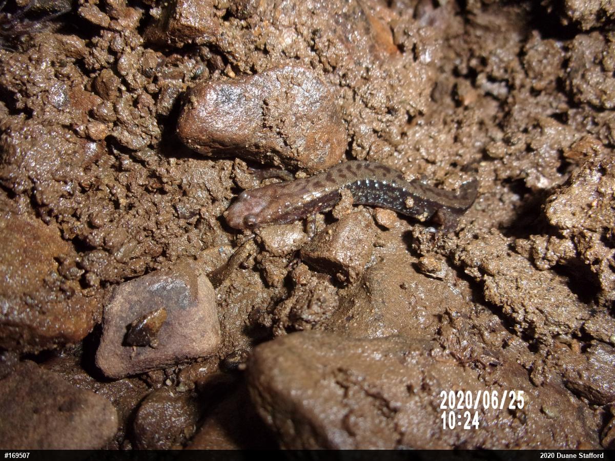 Allegheny Mountain Dusky Salamander