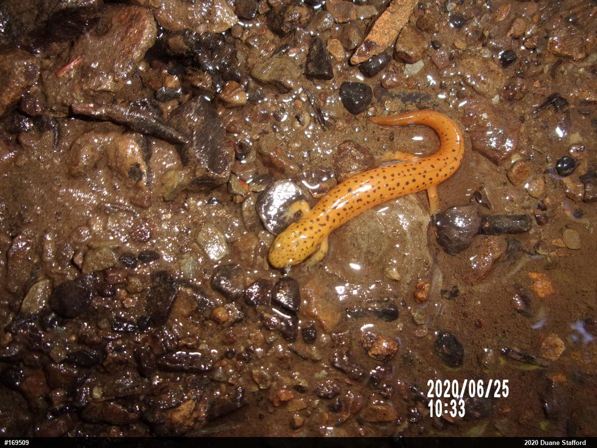 Northern Red Salamander
