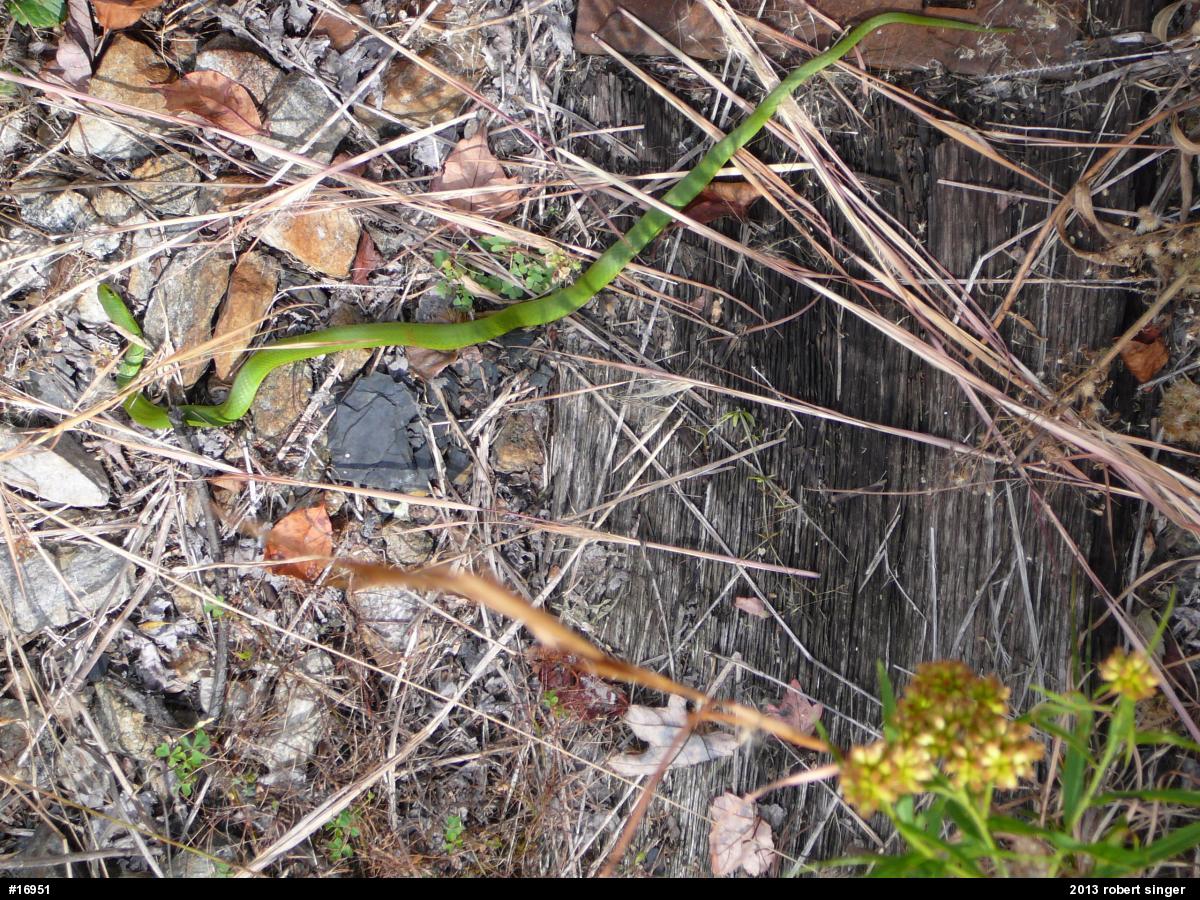 Smooth Greensnake