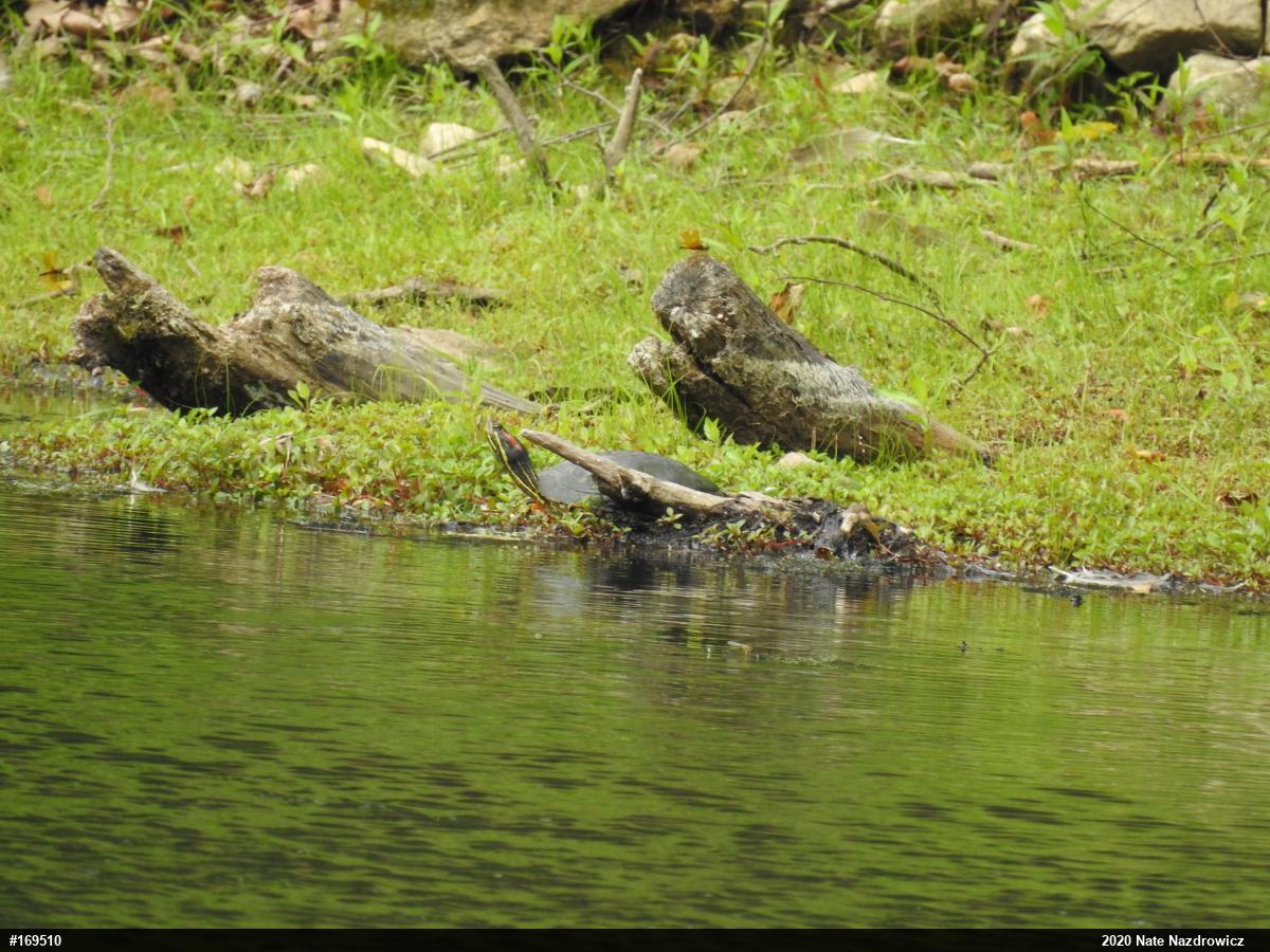 Red-eared Slider