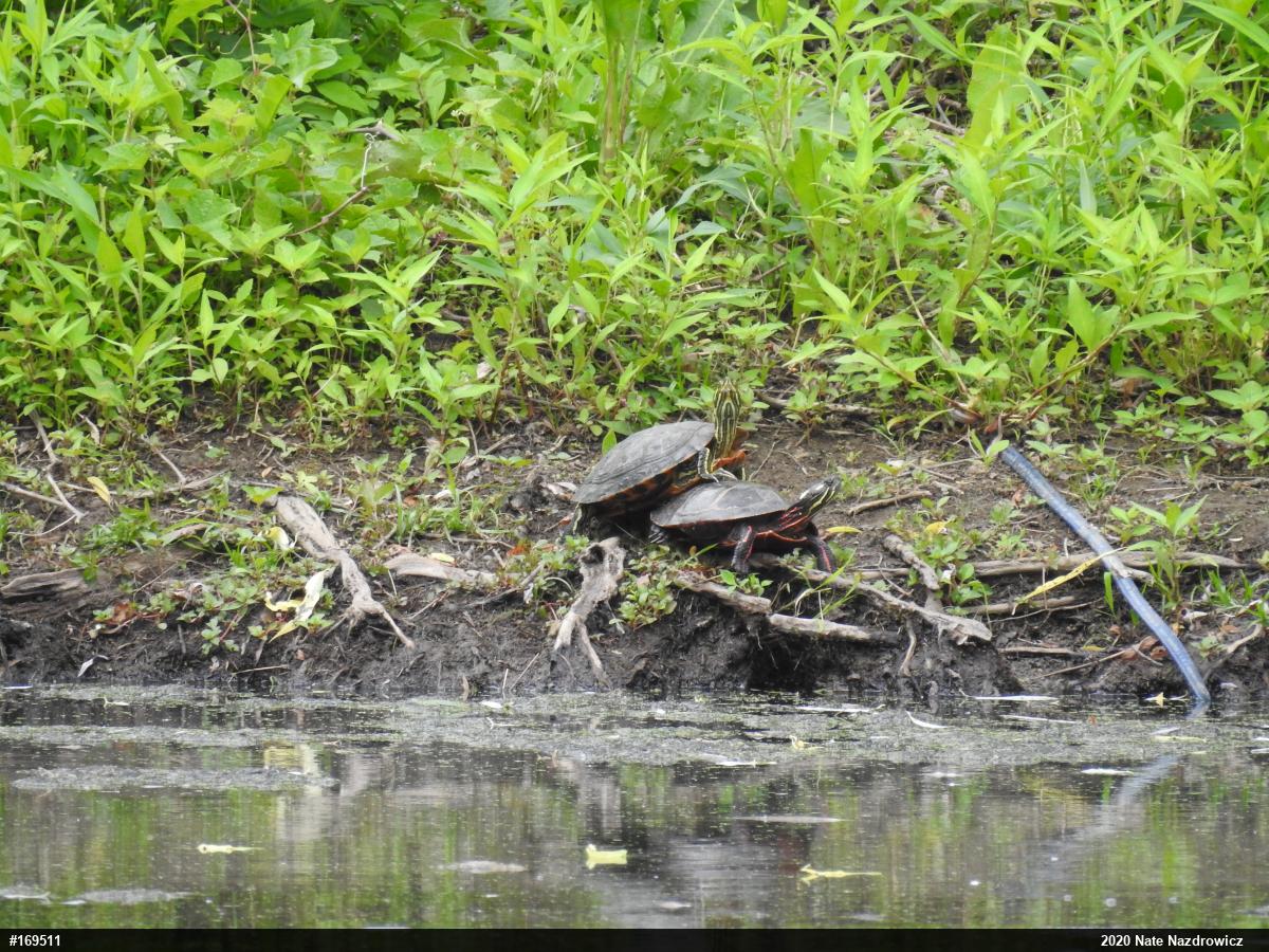 Painted Turtle