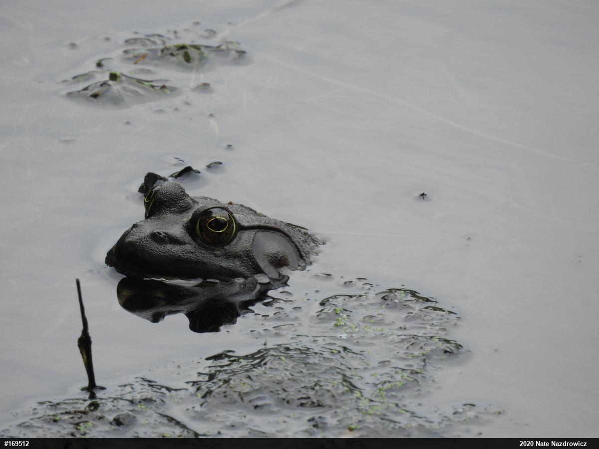 American Bullfrog