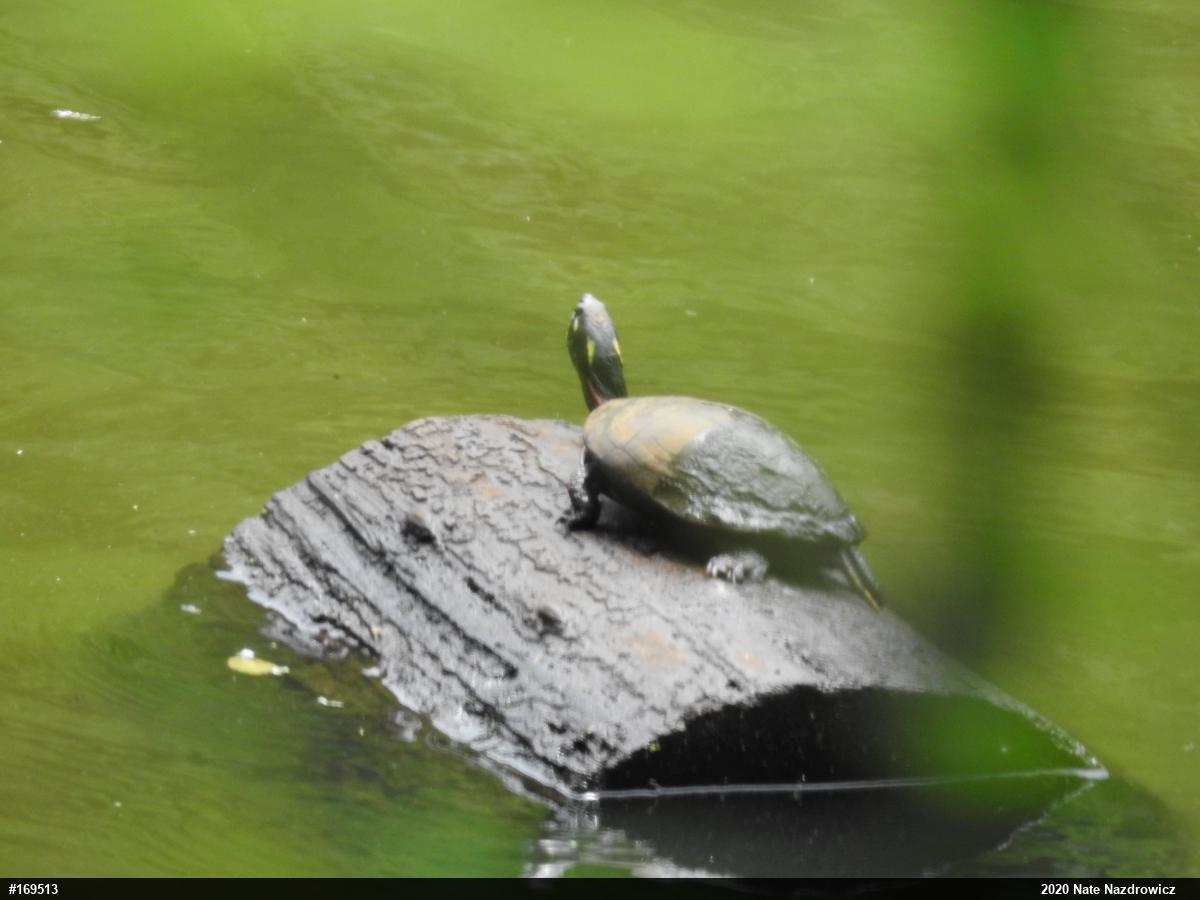 Painted Turtle