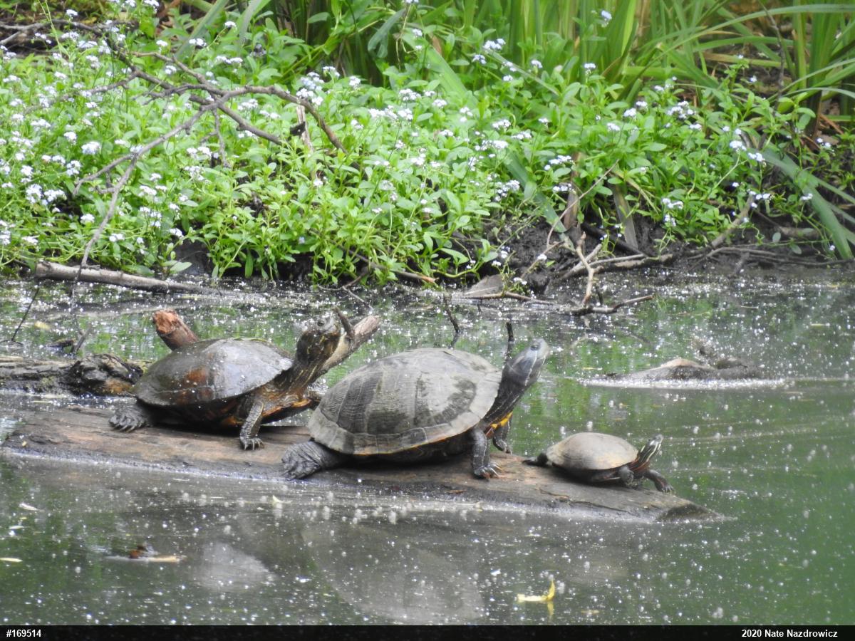 Red-eared Slider