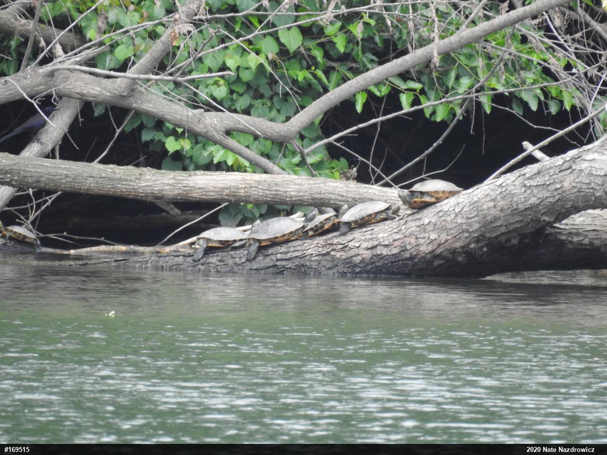 Red-eared Slider