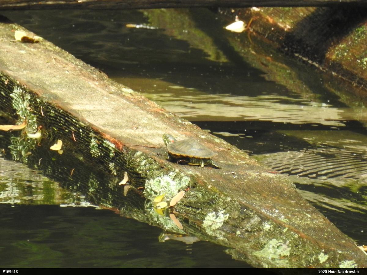 Red-eared Slider