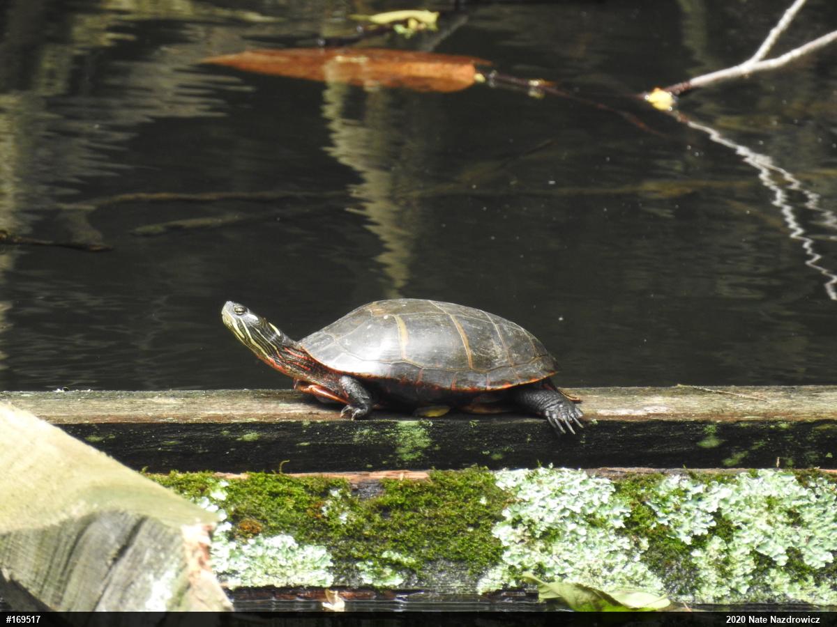 Eastern Painted Turtle