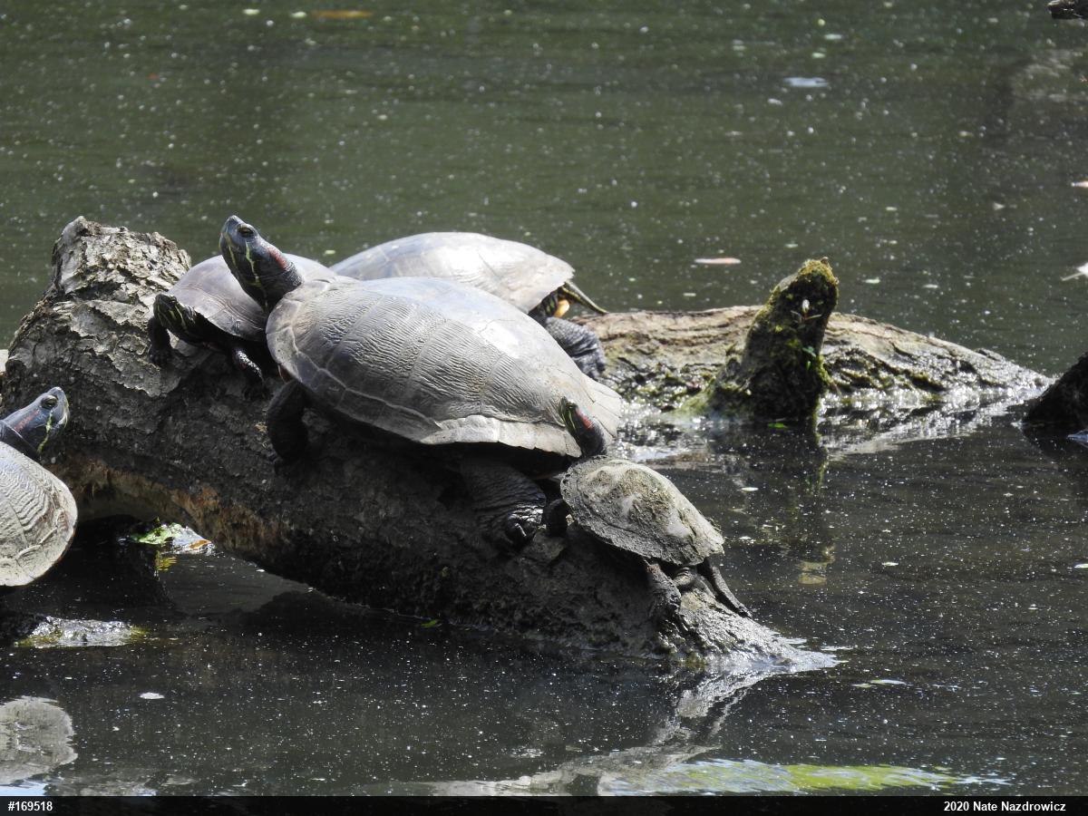 Red-eared Slider
