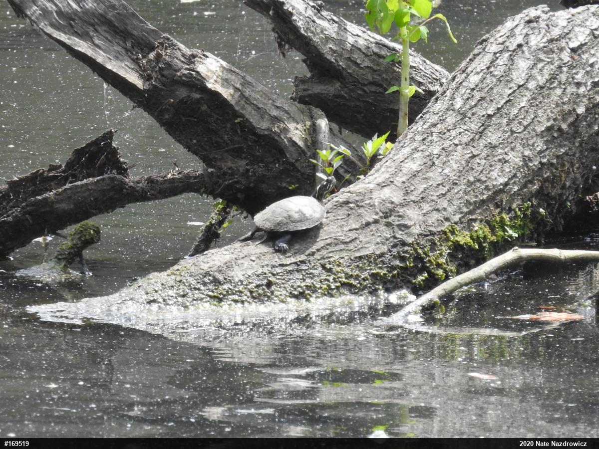 Painted Turtle