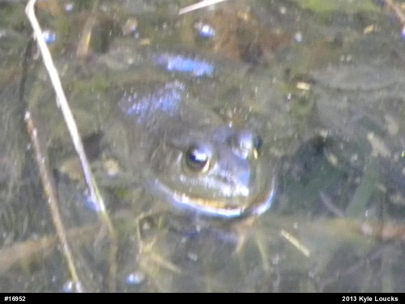 American Bullfrog