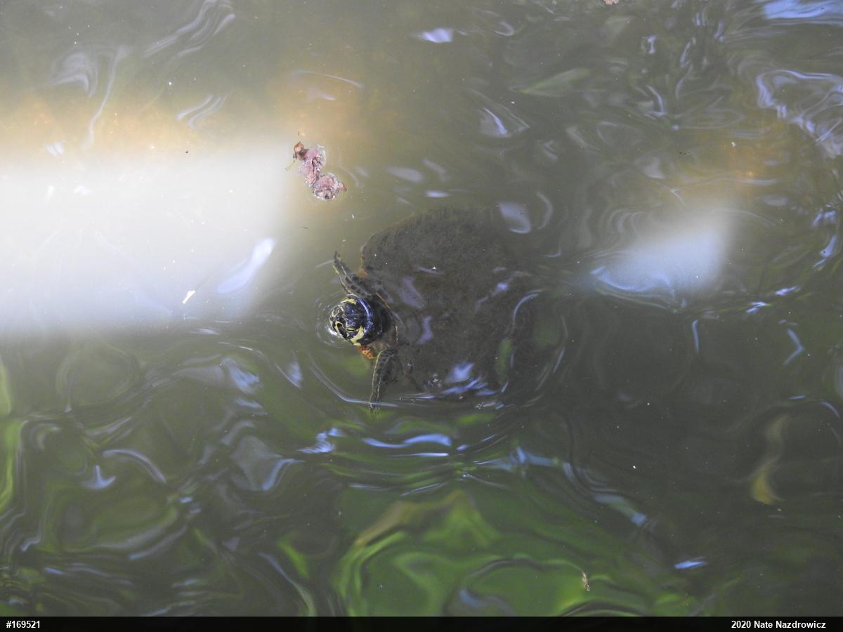 Yellow-bellied Slider