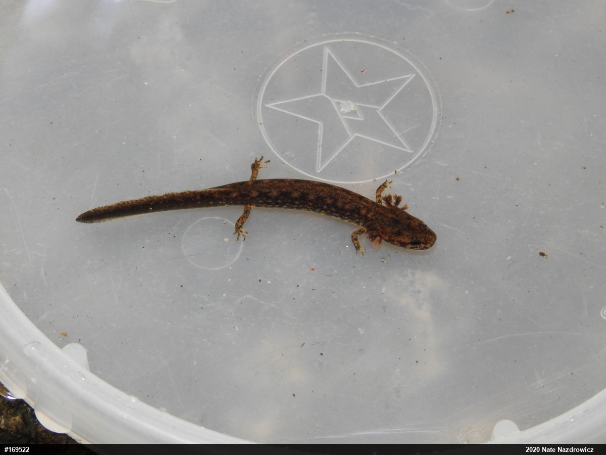 Northern Two-lined Salamander