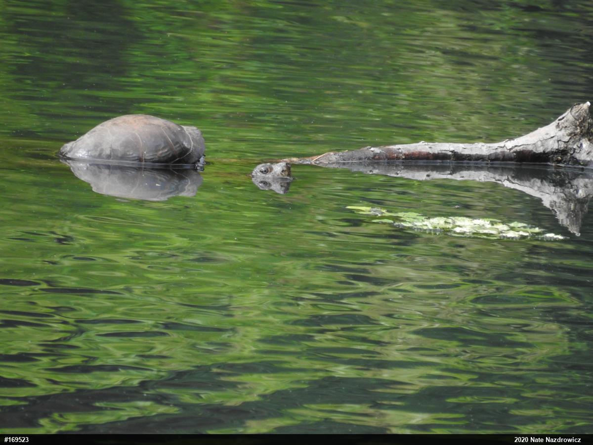 Snapping Turtle