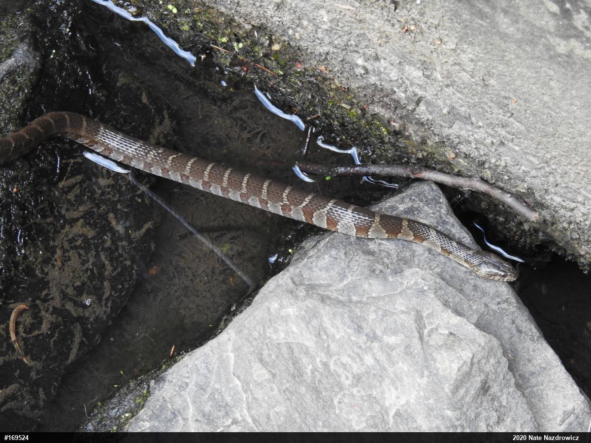 Northern Watersnake
