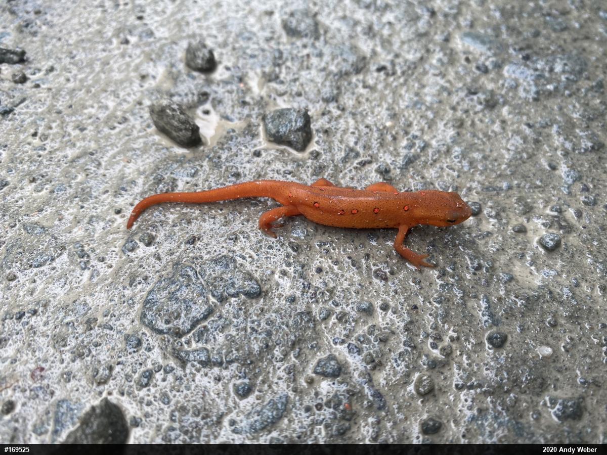 Red-spotted Newt