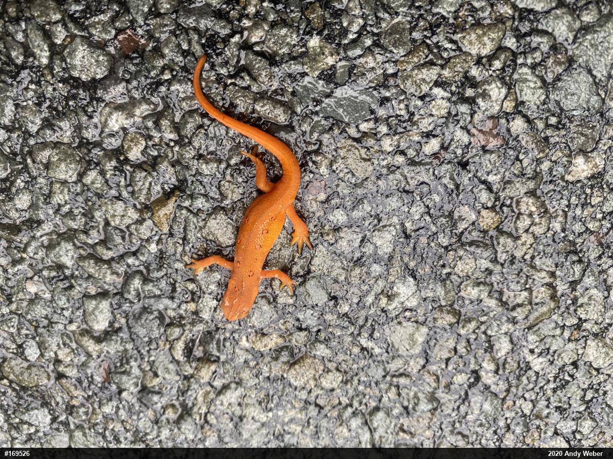 Red-spotted Newt