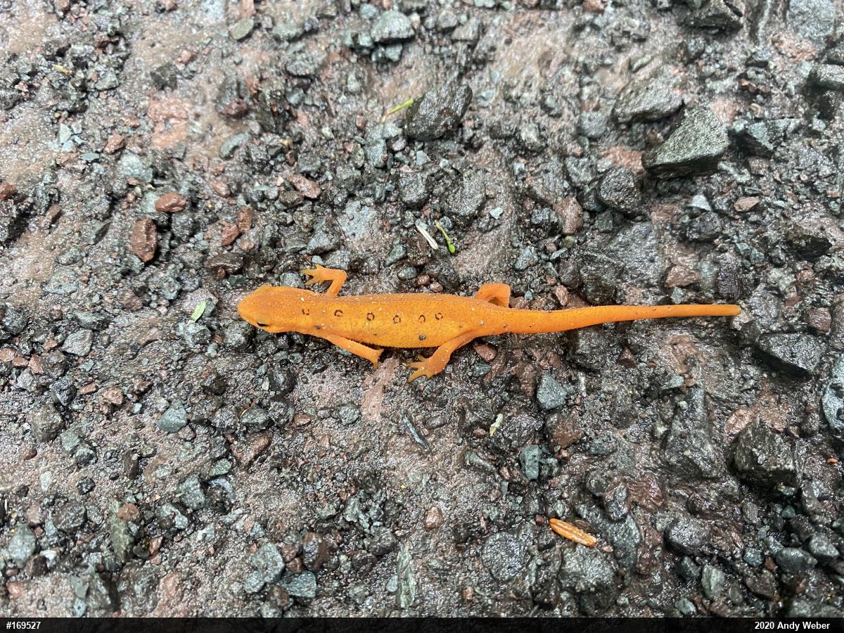 Red-spotted Newt