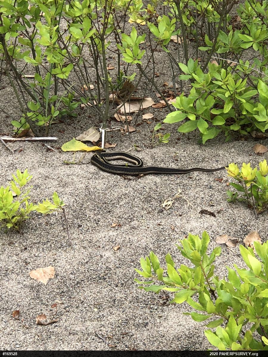 Eastern Gartersnake
