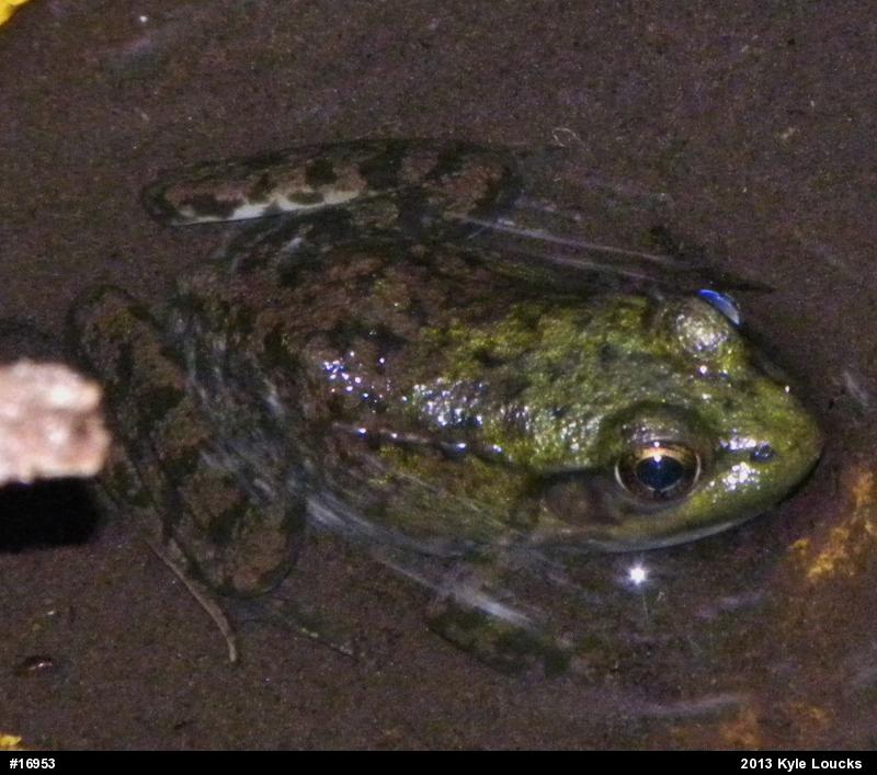 Green Frog