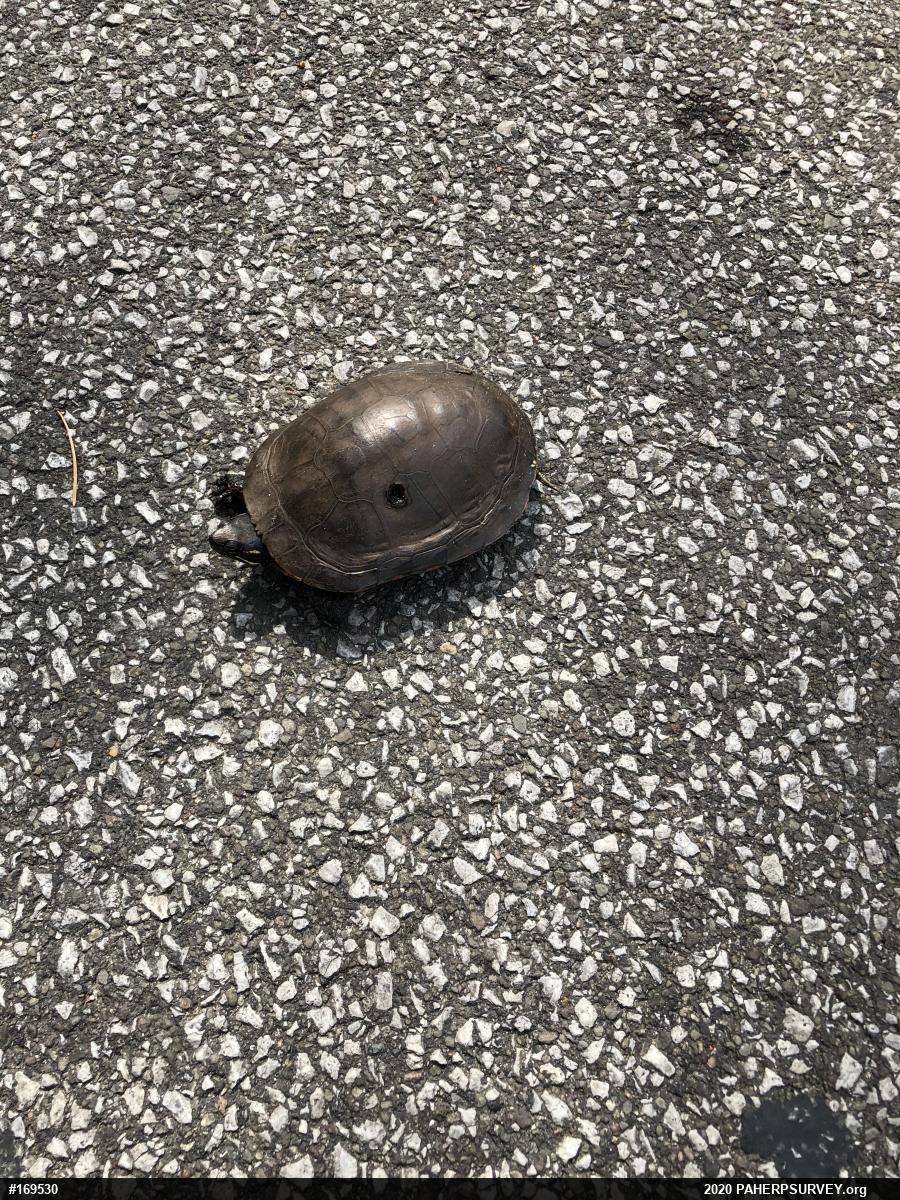 Midland Painted Turtle