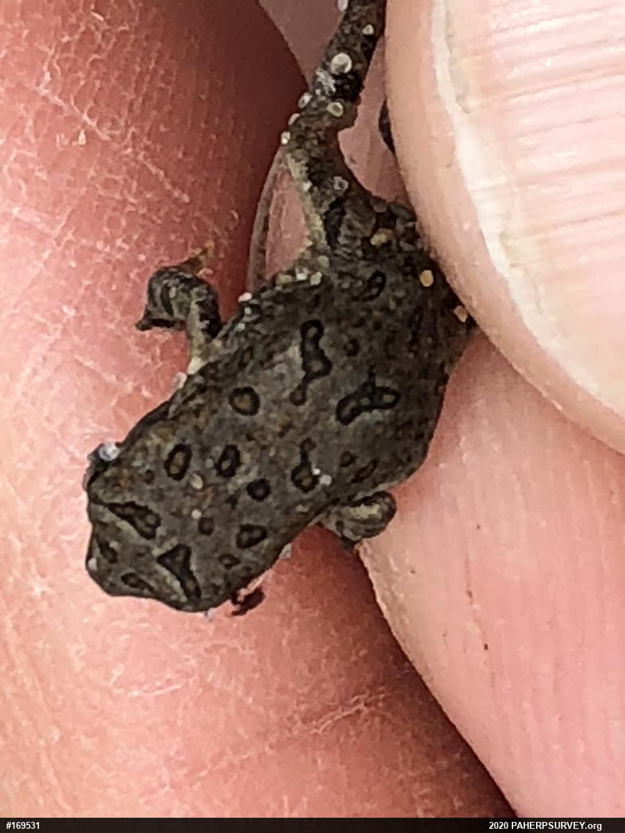 Fowler's Toad
