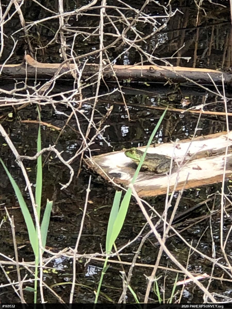 American Bullfrog