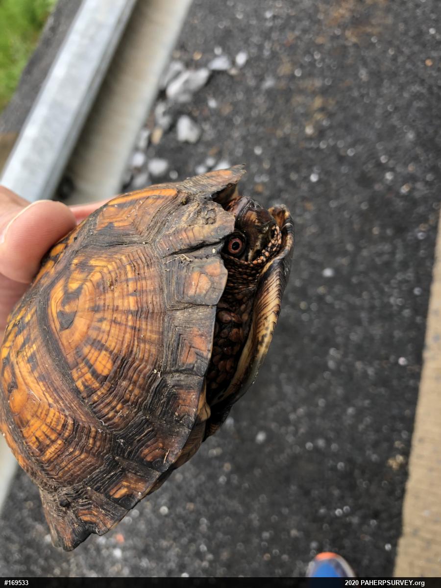 Eastern Box Turtle