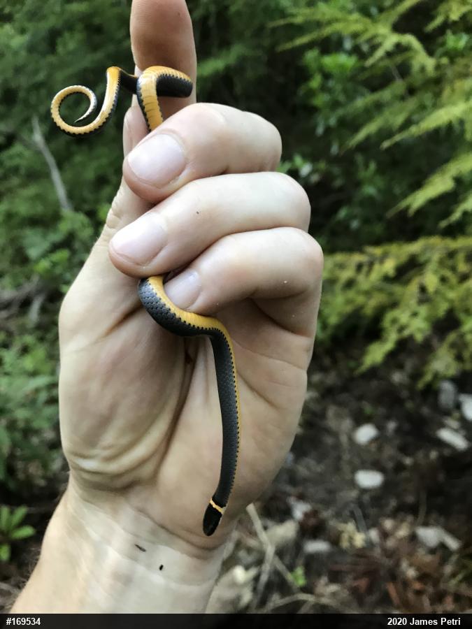 Northern Ring-necked Snake
