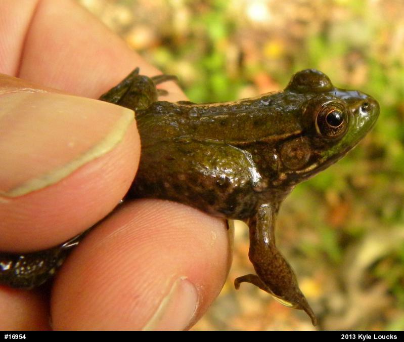 Green Frog