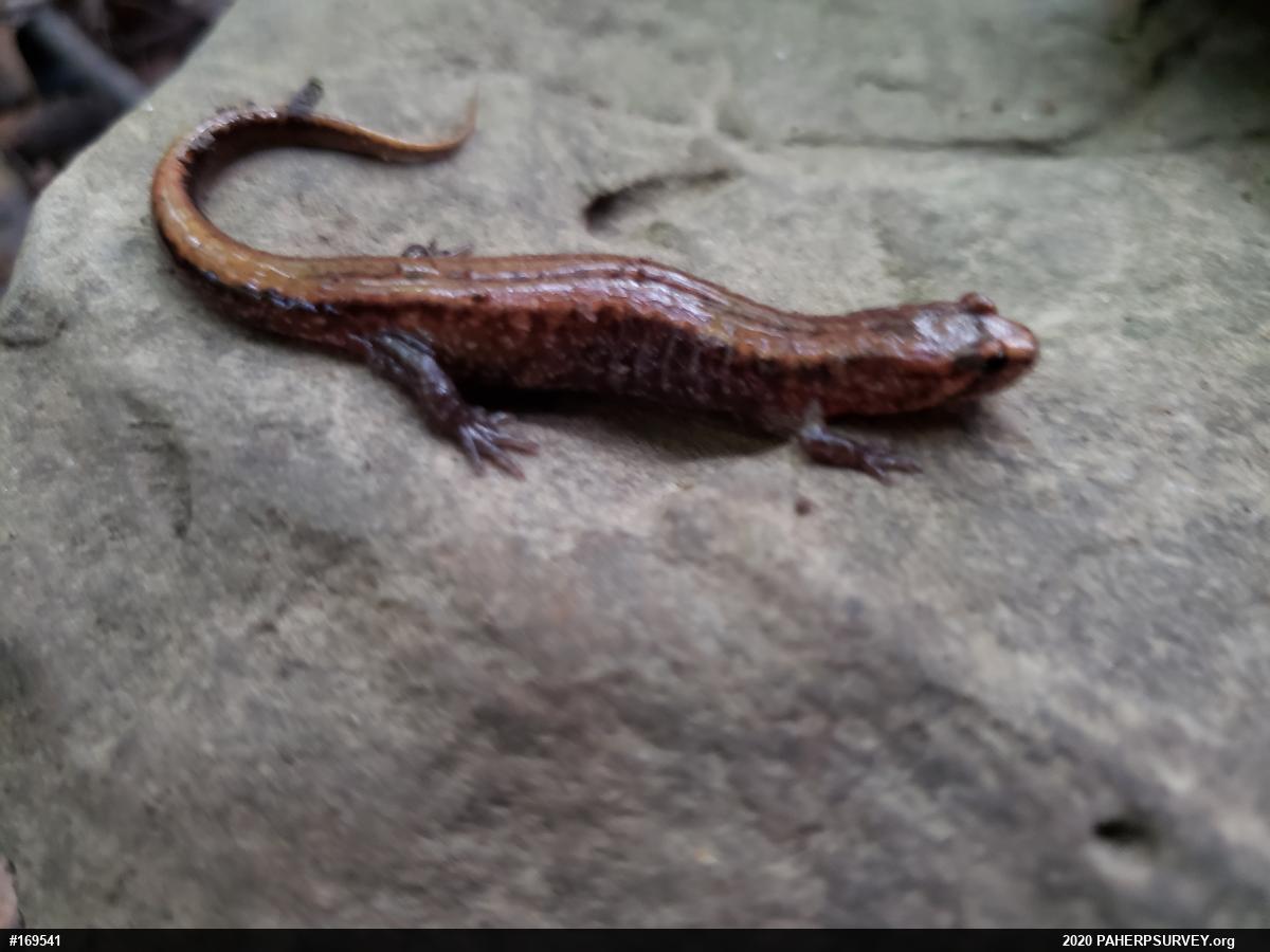 Allegheny Mountain Dusky Salamander