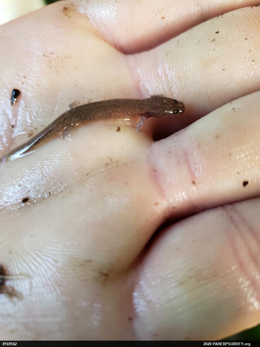 Northern Spring Salamander