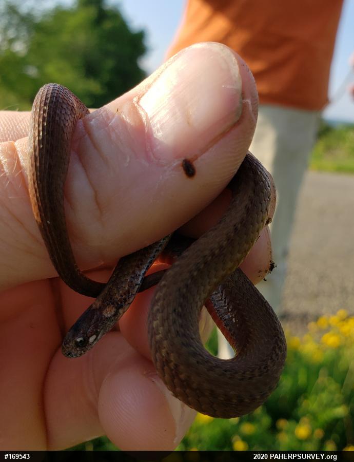 Red-bellied Snake