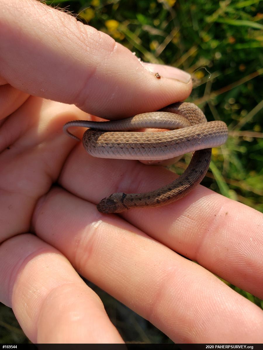 Dekay's Brownsnake