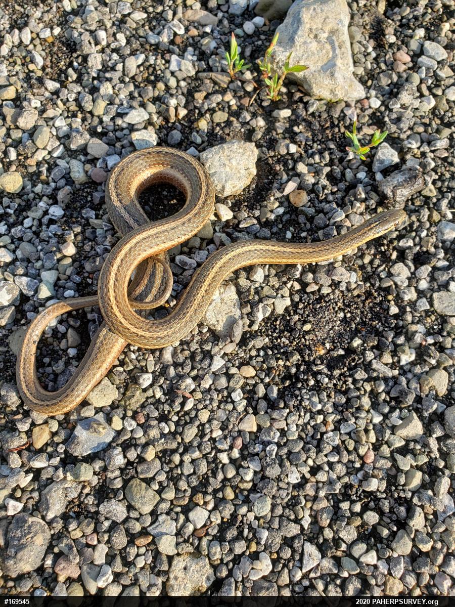 Shorthead Gartersnake
