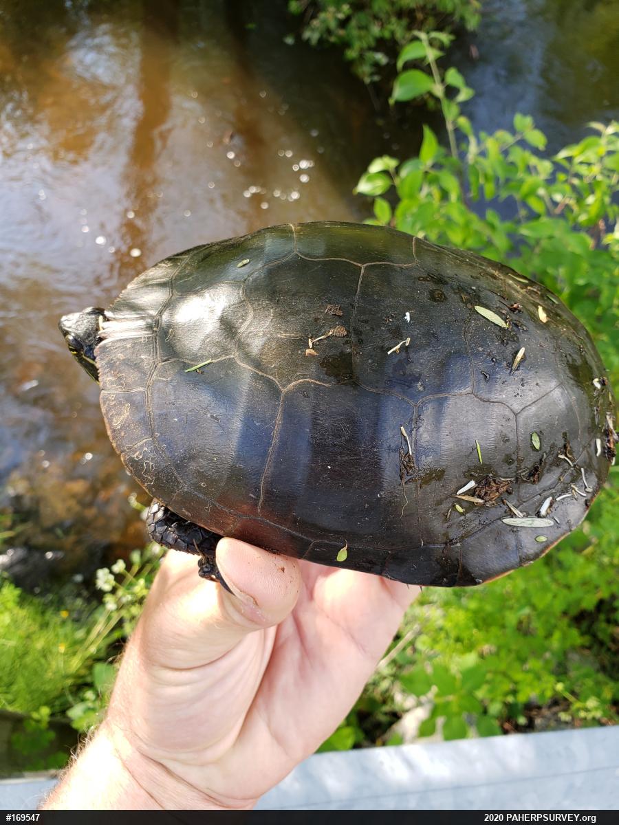 Midland Painted Turtle