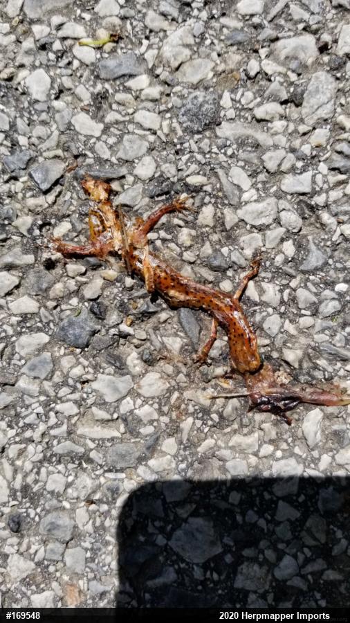 Eastern Long-tailed Salamander