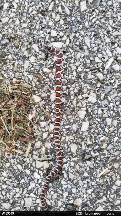 Eastern Milksnake