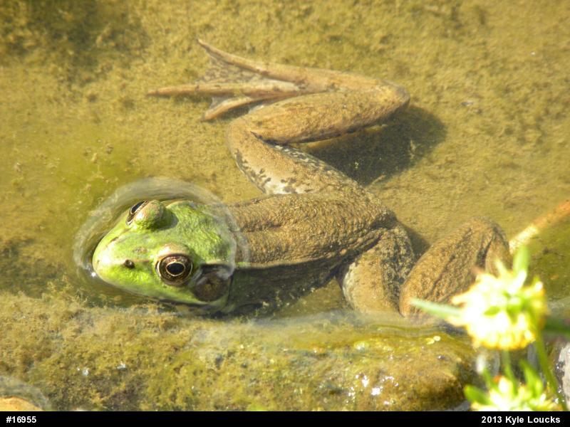 Green Frog