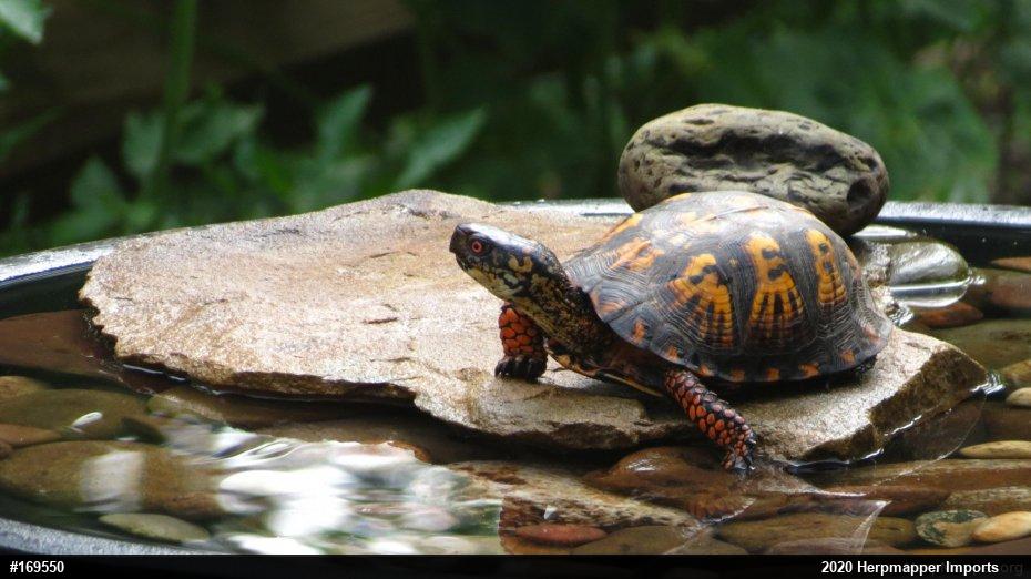 Eastern Box Turtle