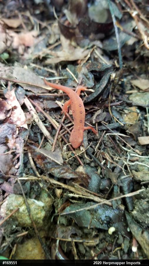 Red-spotted Newt