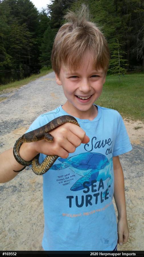 Northern Watersnake