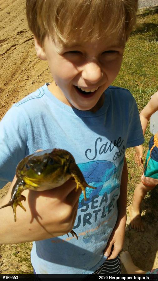 Green Frog