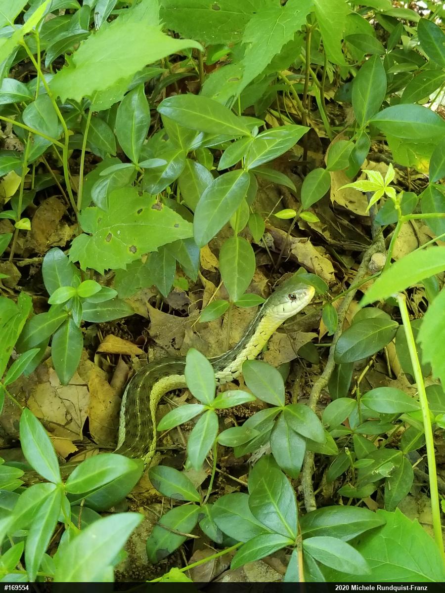 Eastern Gartersnake